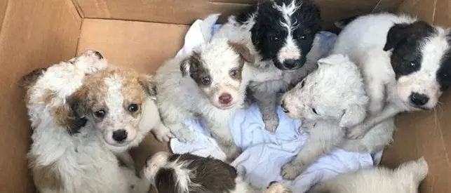 Lamezia, poche sterilizzazioni e microchippature: è boom di cuccioli abbandonati