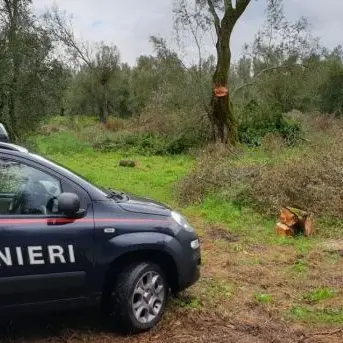 Tagliano alberi di ulivo per 8mila euro, arrestati