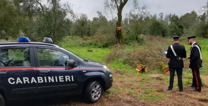 Tagliano alberi di ulivo per 8mila euro, arrestati