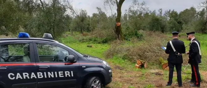 Tagliano alberi di ulivo per 8mila euro, arrestati