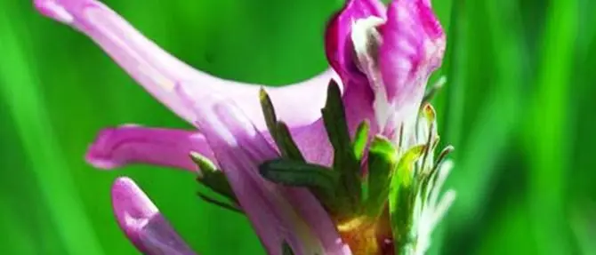 Scoperta una nuova specie di pianta, cresce anche sul Pollino