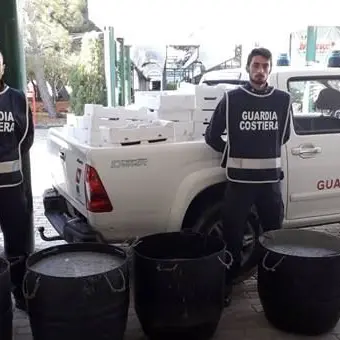 Maxi sequestro di novellame a Roccella Jonica