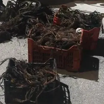 Sorpresi a bruciare cavi di rame da destinare al mercato illecito: arrestati