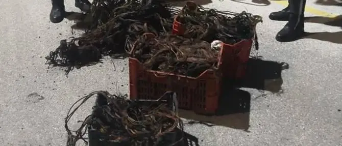 Sorpresi a bruciare cavi di rame da destinare al mercato illecito: arrestati