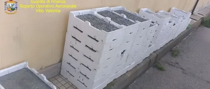 Oltre cinque quintali di novellame sequestrati a Crotone