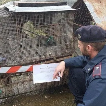 Malvito, merli e cornacchie in gabbia: denunciato dai carabinieri forestali