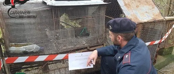 Malvito, merli e cornacchie in gabbia: denunciato dai carabinieri forestali
