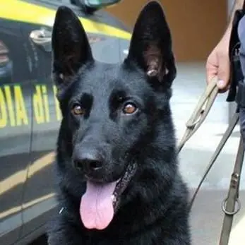 Trovato in possesso di droga, arrestato latitante a Lamezia