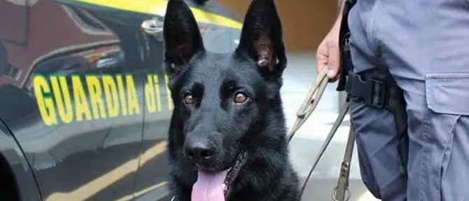 Trovato in possesso di droga, arrestato latitante a Lamezia