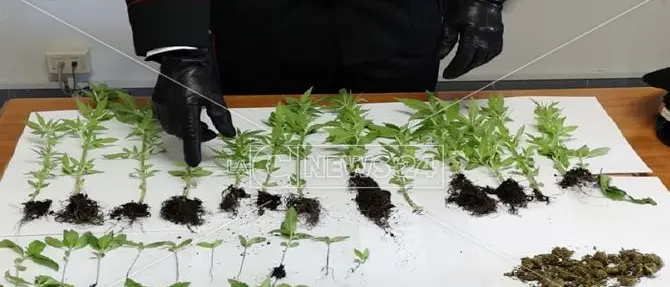 Pianecrati, 64enne sorpreso con 31 piantine di canapa indiana
