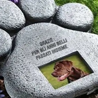 Scalea, la politica pensa a un cimitero per gli animali domestici