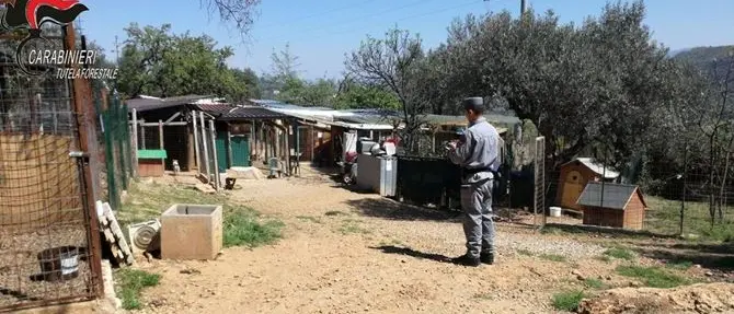 Mendicino, sequestrato canile privo di autorizzazioni