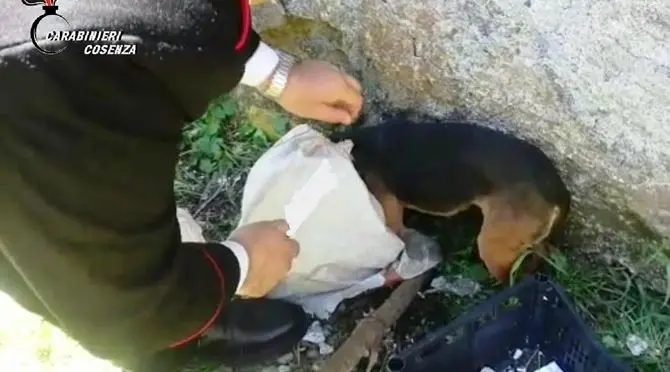 San Fili, cucciolo abbandonato in un sacco salvato dai carabinieri