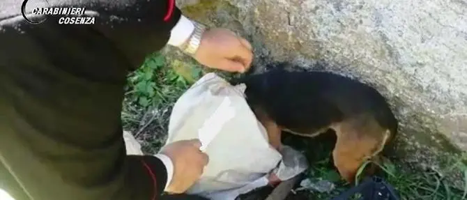 San Fili, cucciolo abbandonato in un sacco salvato dai carabinieri