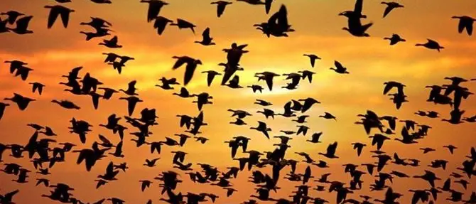 Gli uccelli nidificanti del Parco dell’Aspromonte in una pubblicazione scientifica