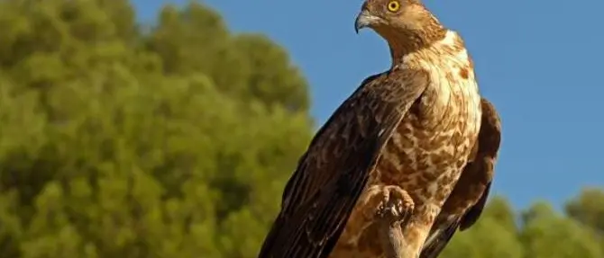 Oltre 30 mila rapaci attraverseranno lo Stretto, al via campagna anti-bracconaggio