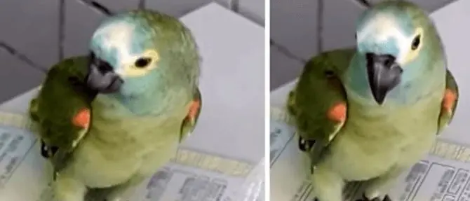 Arrestato pappagallo, faceva da “palo” al padrone spacciatore