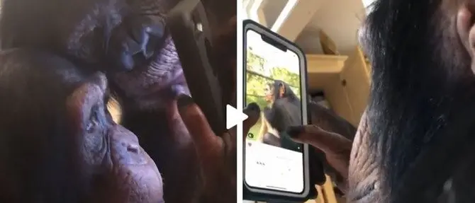 Lo scimpanzé che usa Instagram come un teenager, ecco il video