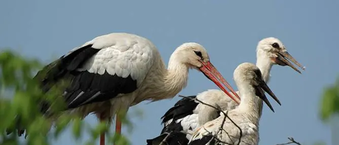 Le cicogne ritornano in Calabria, aumentano i nidi