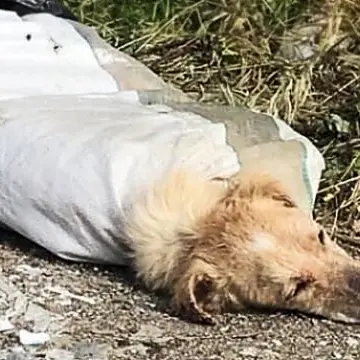 Cane chiuso in un sacco con le zampe legate, salvato
