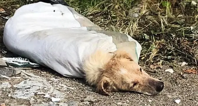 Cane chiuso in un sacco con le zampe legate, salvato