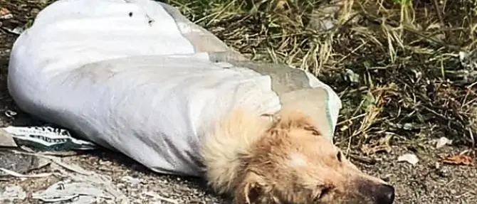 Cane chiuso in un sacco con le zampe legate, salvato