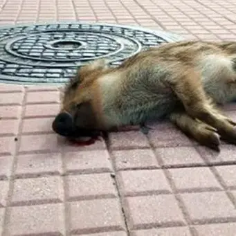 Lamezia, cucciolo di cinghiale ritrovato morto in pieno centro