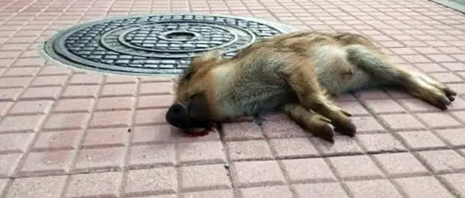 Lamezia, cucciolo di cinghiale ritrovato morto in pieno centro