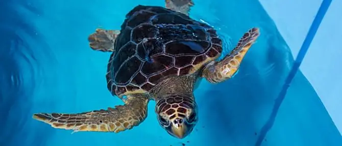 Primo maggio, l’ospedale delle tartarughe di Brancaleone apre le porte ai visitatori