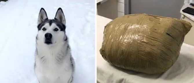 Affida il cane a una pensione, lo restituiscono morto in un sacco