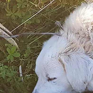 Lamezia, salvato un cane finito nella trappola dei cinghiali