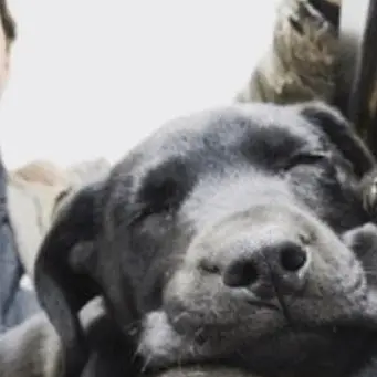 L'amore oltre i limiti, cane e padrone sordi comunicano con la lingua dei segni