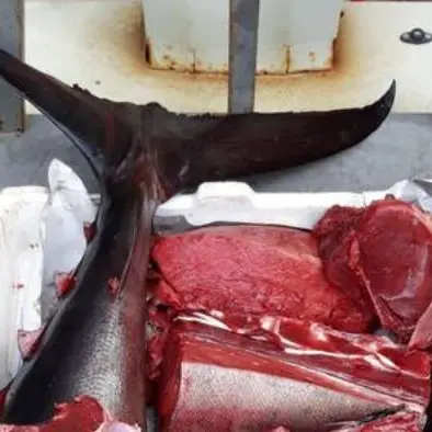 Palmi, sequestrato tonno rosso: multa da 8mila euro per la pescheria