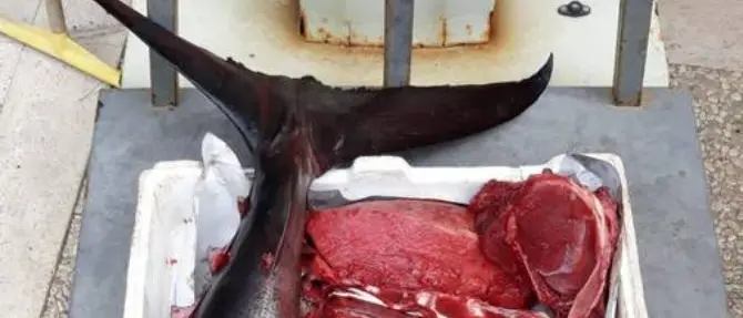 Palmi, sequestrato tonno rosso: multa da 8mila euro per la pescheria