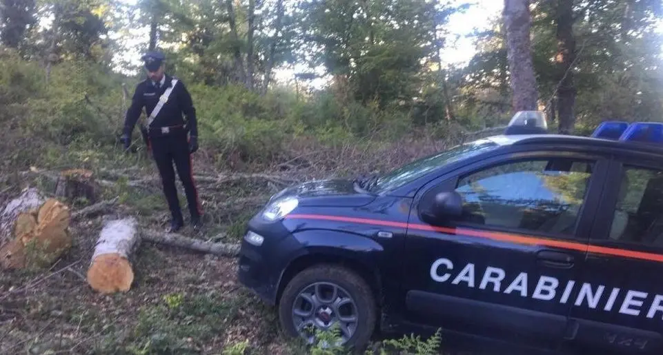 Badolato, sorpreso a rubare legna in un terreno comunale: arrestato