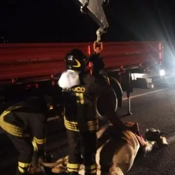 Paura a Lamezia, cavallo invade la superstrada e provoca un incidente