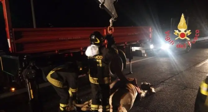 Paura a Lamezia, cavallo invade la superstrada e provoca un incidente