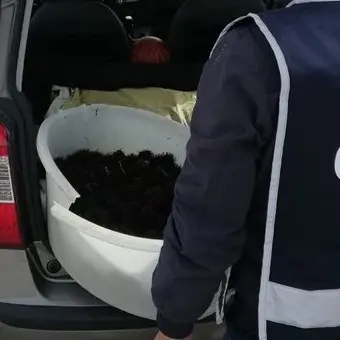 Crotone, beccato a pescare ricci di mare: maxi multa e sequestro
