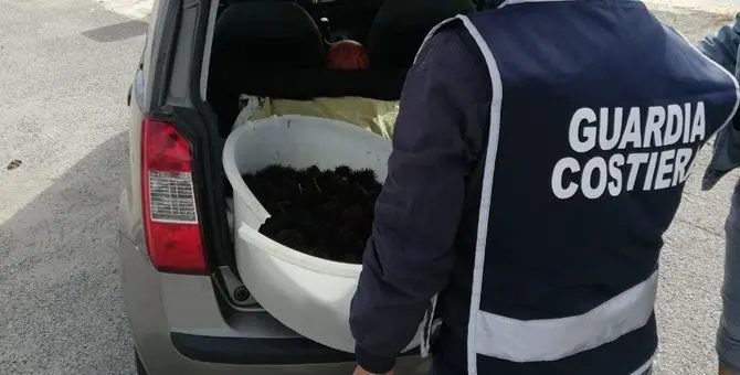 Crotone, beccato a pescare ricci di mare: maxi multa e sequestro