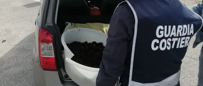 Crotone, beccato a pescare ricci di mare: maxi multa e sequestro
