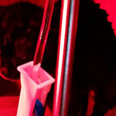 Tentano di dare fuoco ad un gatto, ancora violenze su animali nel Reggino