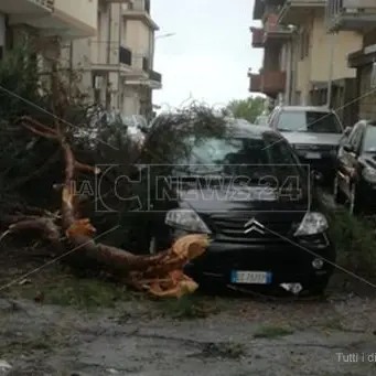 Paura a Vibo, ramo si spezza e cade su un’auto in marcia