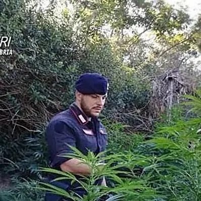 Scoperta piantagione di canapa nel Reggino, è la prima del 2019