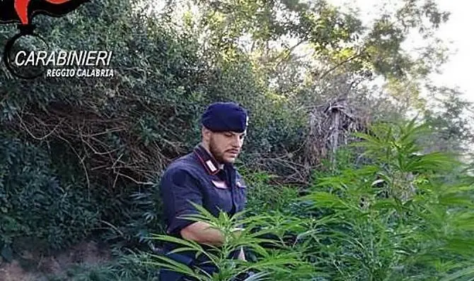 Scoperta piantagione di canapa nel Reggino, è la prima del 2019