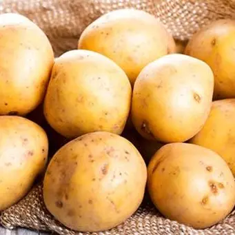 La Calabria alla fiera Macfrut di Rimini per presentare le eccellenze ortofrutticole