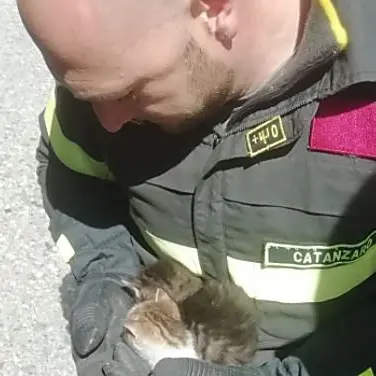 Catanzaro, due gattini rimangono incastrati nel vano motore di un suv: salvati