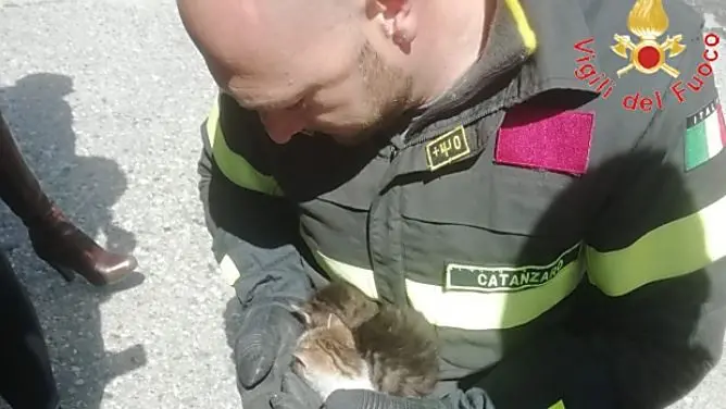 Catanzaro, due gattini rimangono incastrati nel vano motore di un suv: salvati