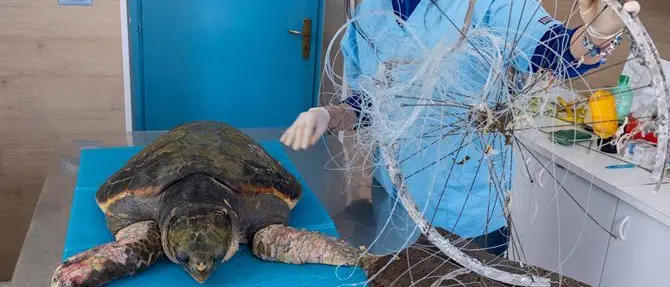 È morta la tartaruga marina rimasta impigliata in un cerchione di bici