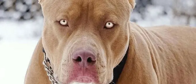 Sorelline aggredite dal cane di famiglia, grave la più piccola