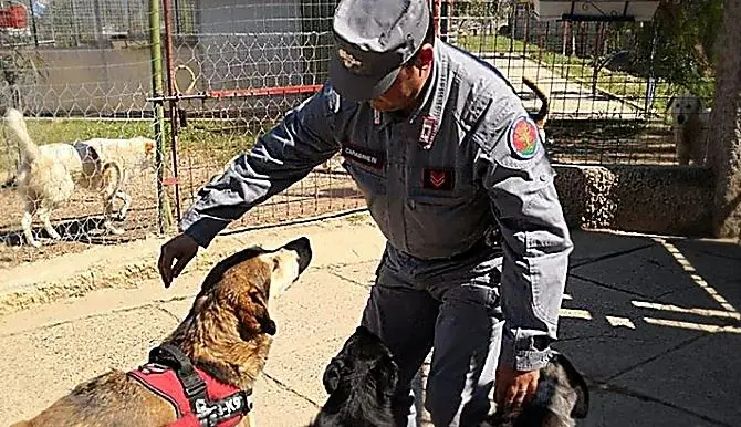 Opere abusive nel canile, scatta il sequestro a Corigliano-Rossano